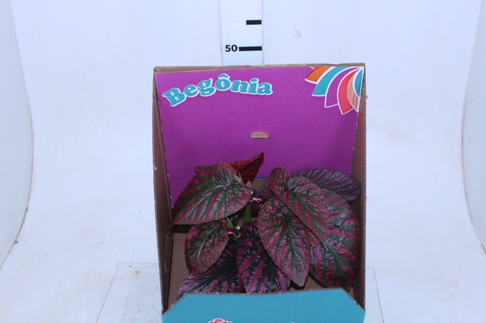 BEGONIA BREVIRIMOSA P15