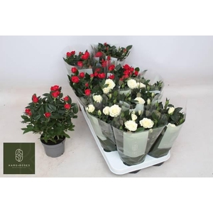 ROSA XMAS KORDANA MIX