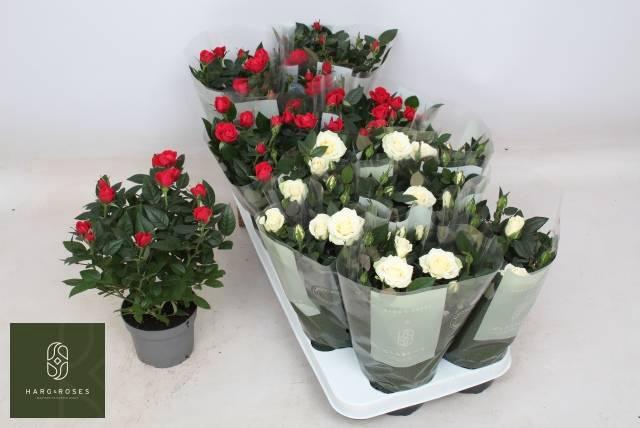 <h4>ROSA XMAS KORDANA MIX</h4>