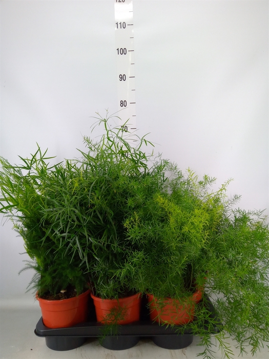 <h4>Asparagus   ...mix 3</h4>