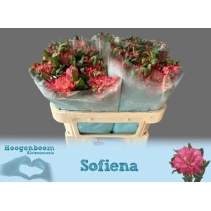 ALSTR FASH SOFIENA