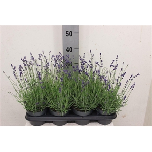 Lavandula angustifolia 'Hidcote'