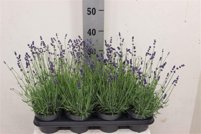 <h4>Lavandula angustifolia 'Hidcote'</h4>