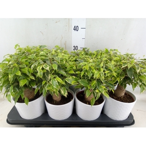 Ficus benja. 'Kinky'