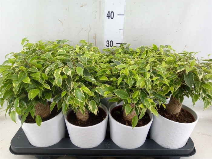 <h4>Ficus benja. 'Kinky'</h4>