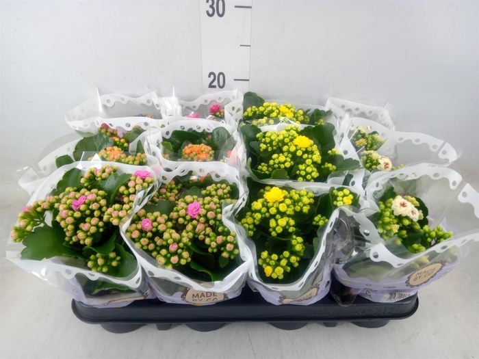<h4>Kalanchoe blos. ..rosebud mix 5</h4>