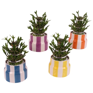 Lucky Bamboo Shape Round 3B Ø15cm Ceramic EV563