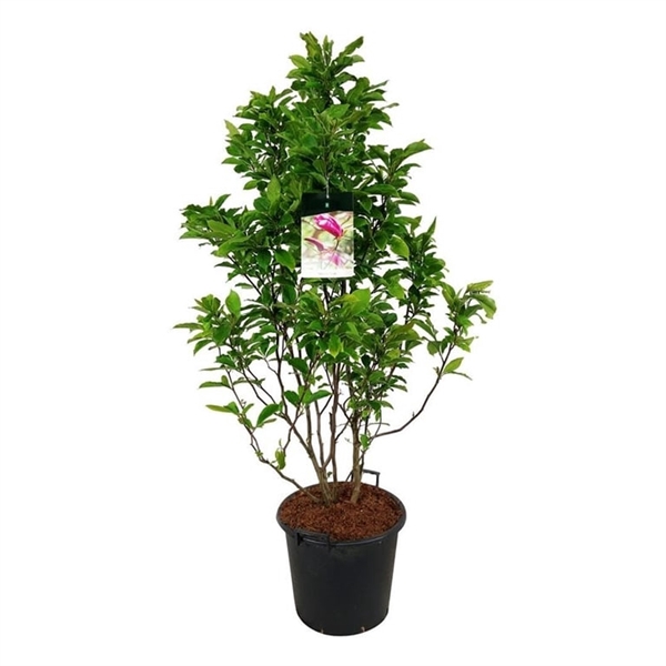 <h4>Magnolia 'Susan'</h4>