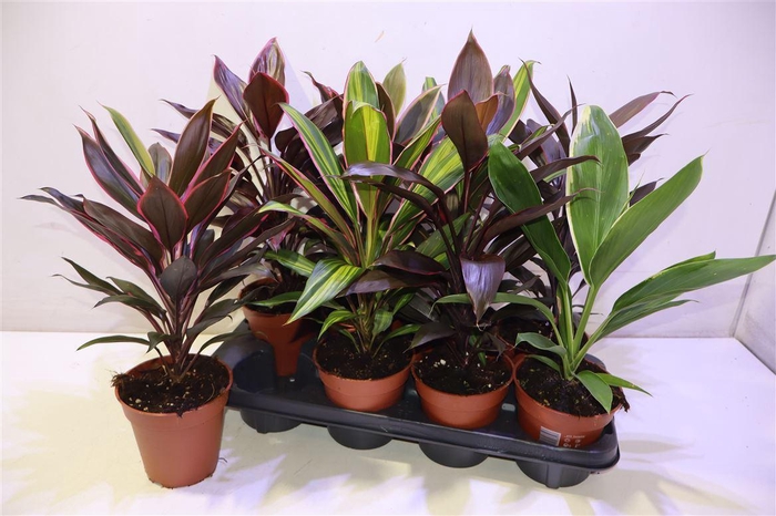 <h4>Cord Ov Gem</h4>