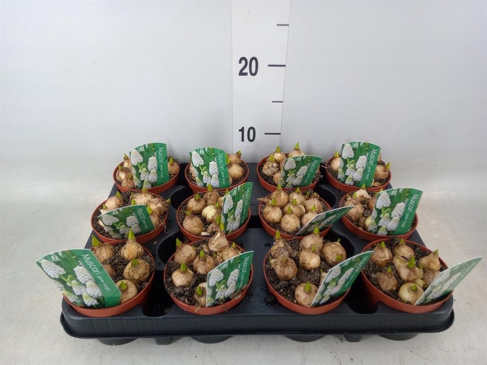 <h4>Muscari  'Magic White'</h4>