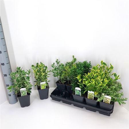 <h4>Euonymus Jap Gem</h4>