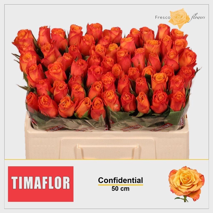 <h4>Rosa large confidential</h4>
