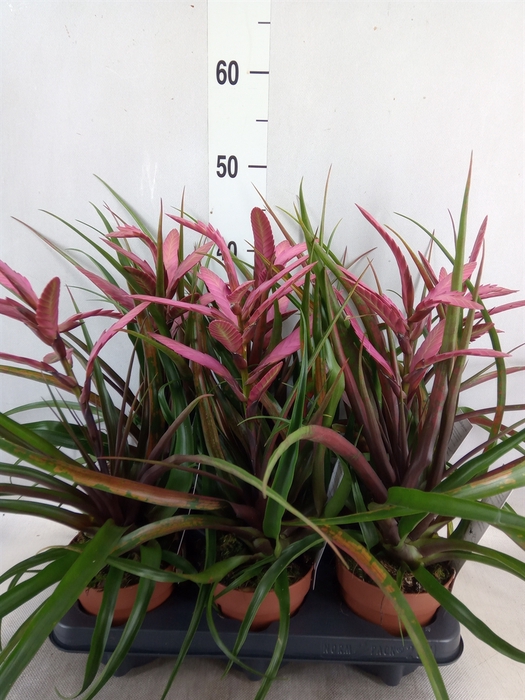 <h4>Tillandsia</h4>