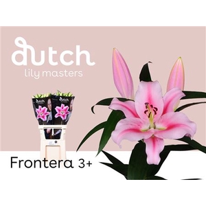 Li Or X Tr Frontera Pink