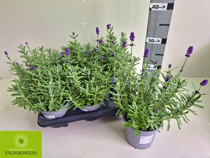 <h4>LAVAN ANGUSTIFOLIA</h4>