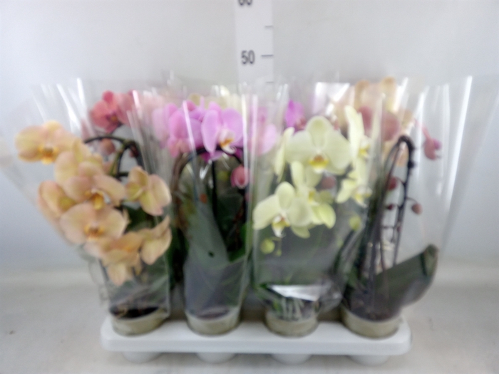 <h4>Phalaenopsis  'Elegant Cascade'</h4>