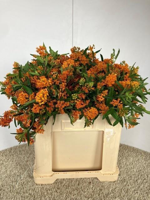 <h4>ASCL TUBEROSA</h4>
