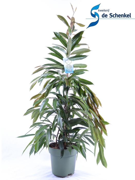 <h4>FICUS binnendijckii Amstel King</h4>