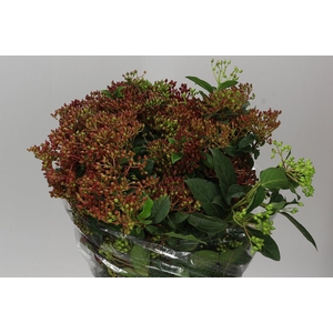 Viburnum Berries Red