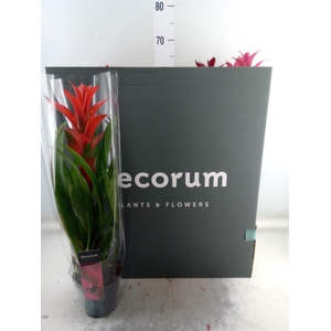 Guzmania   ...mix