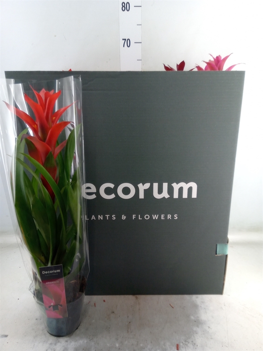 <h4>Guzmania   ...mix</h4>