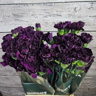 <h4>Dianthus ST 'Florigene Moonvista'</h4>