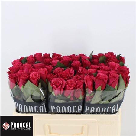 <h4>R Gr Tacazzi+</h4>