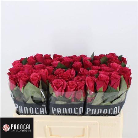 <h4>R Gr Tacazzi+</h4>