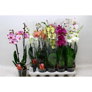 PHAL GEM 7 KL