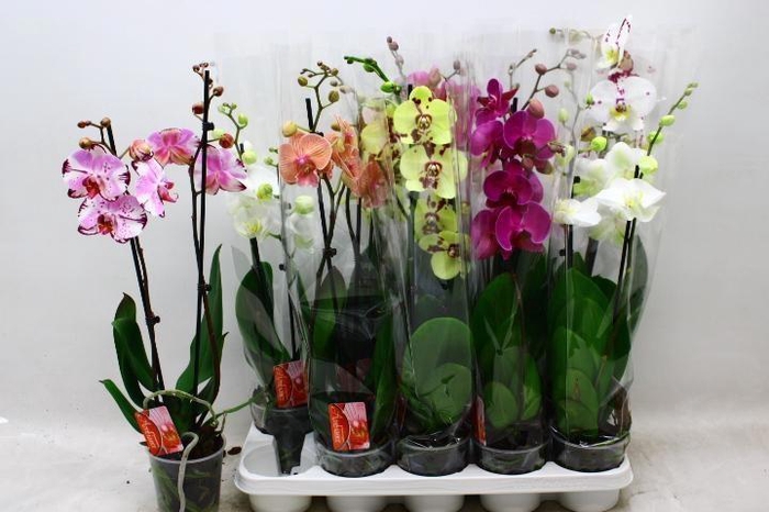 <h4>PHAL GEM 7 KL</h4>