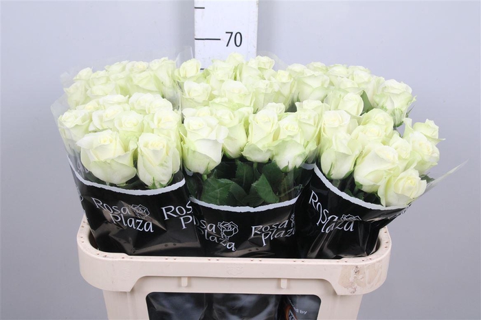 <h4>R Gr Snowstorm+</h4>