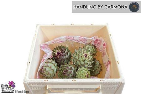 <h4>Cynara Cardunculus</h4>