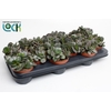 Adromischus cooperi