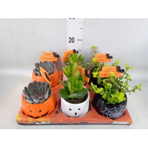 Succulents   ...