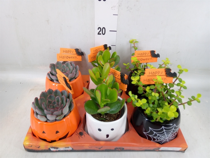 <h4>Succulents   ...</h4>