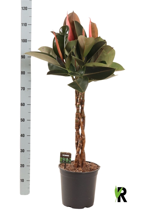 <h4>Ficus elastica 'Burgundy'</h4>