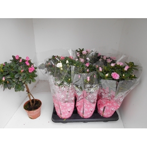 RHODO SI OV