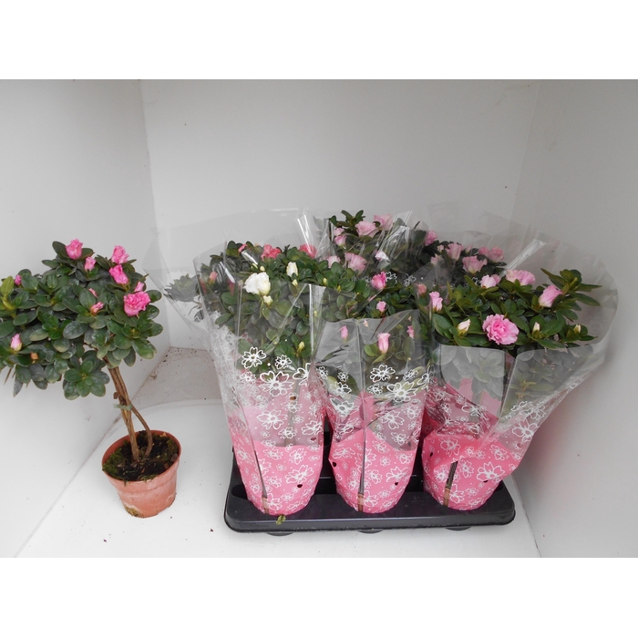 <h4>RHODO SI OV</h4>