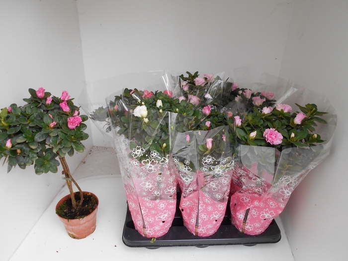 RHODO SI OV