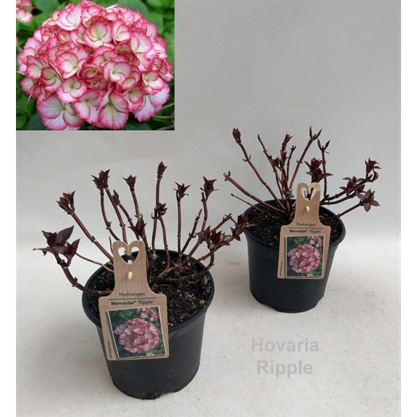 <h4>Hydrangea Hovaria Ripple Garden 19cm</h4>