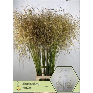 Siergras Stipa Gigantea