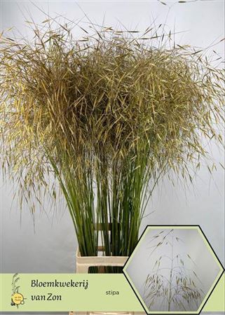 <h4>Siergras Stipa Gigantea</h4>