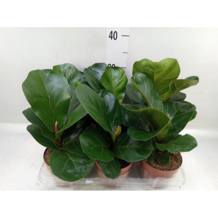 <h4>Ficus lyrata 'Bambino'</h4>