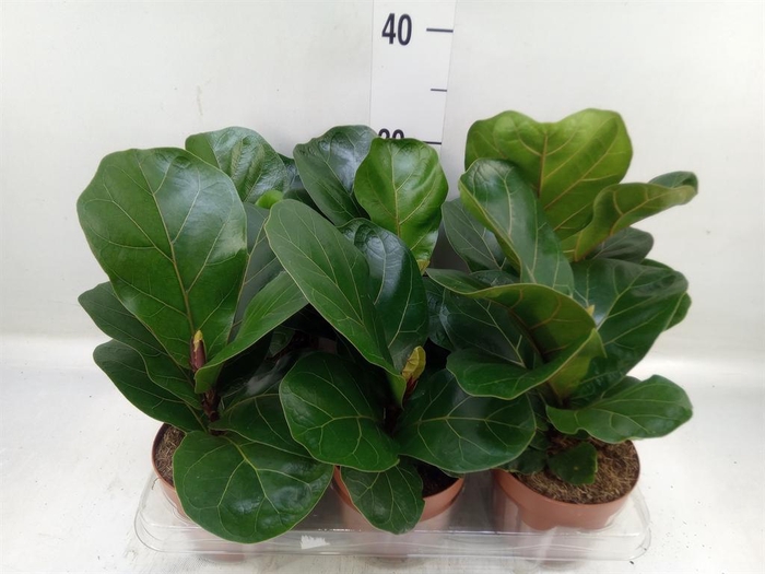 <h4>Ficus lyrata 'Bambino'</h4>