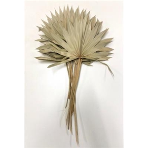 DROOG PALM SUN SPEAR
