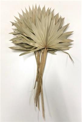<h4>DROOG PALM SUN SPEAR</h4>