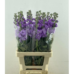 MATTH MATHILDA LAVEN