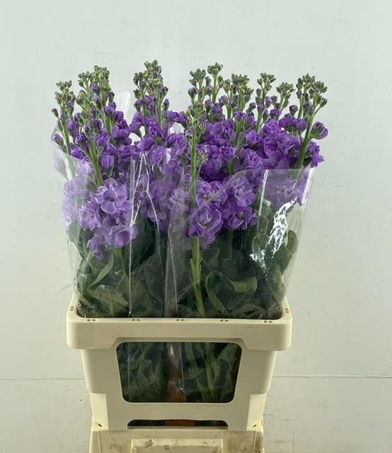 <h4>MATTH MATHILDA LAVEN</h4>