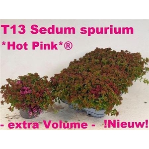 Sedum Spurium