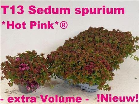 <h4>Sedum Spurium</h4>